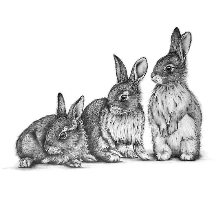 Картинка 3 зайца. Кролик рисунок. Зарисовка кролика. Заяц карандашом. Кролик карандашом.