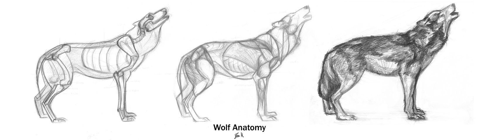 Волк анатомия сбоку