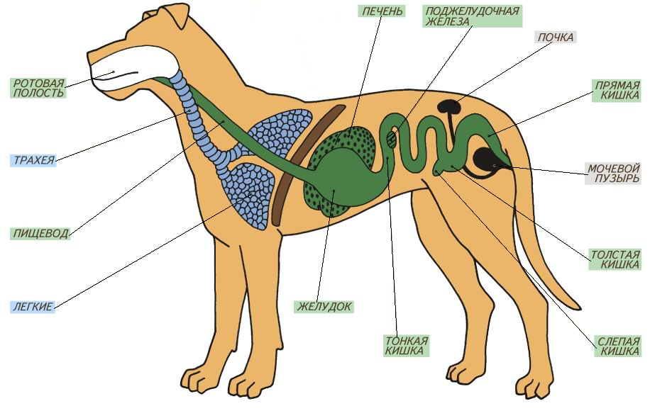Внутреннее строение органов животных. Строение внутренних органов собаки схема. Внутреннее строение млекопитающих схема. Внутренне строение органов собаки. Внутренне строение собаки скелета.