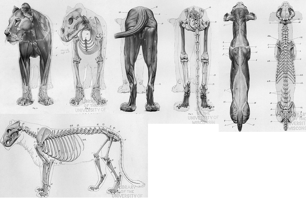 Лев анатомия Баммес