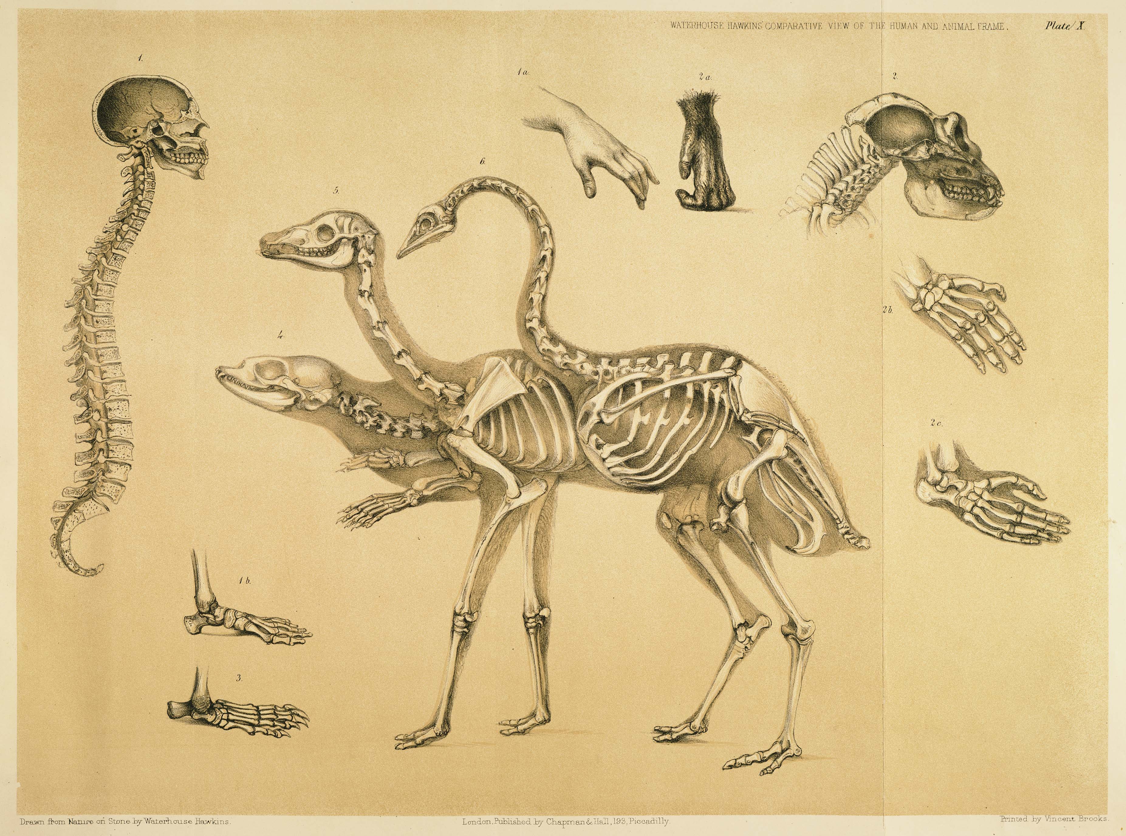 Скелетная анатомия животных
