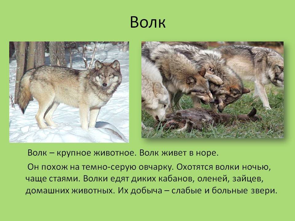 Сообщение на тему дикое животное. Описание волка. Волк описание животного. Сообщение о волке. Рассказ про волка.