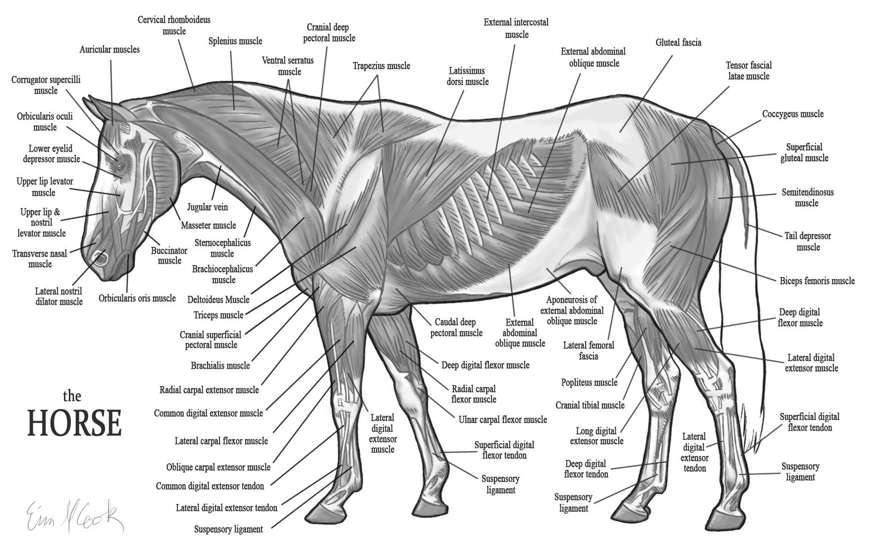 Мышцы туловища лошади анатомия