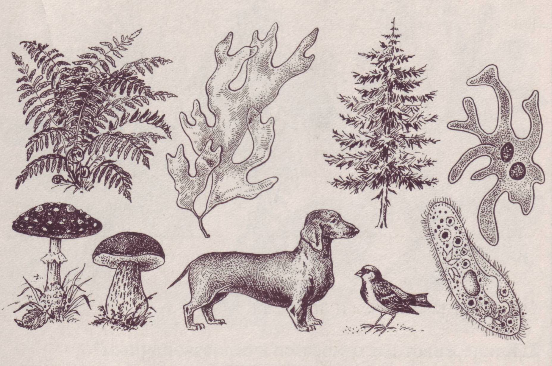 Нарисовать живой организм. Животные растения грибы. Царства живой природы. Растения и животные рисунок. Биологические иллюстрации.
