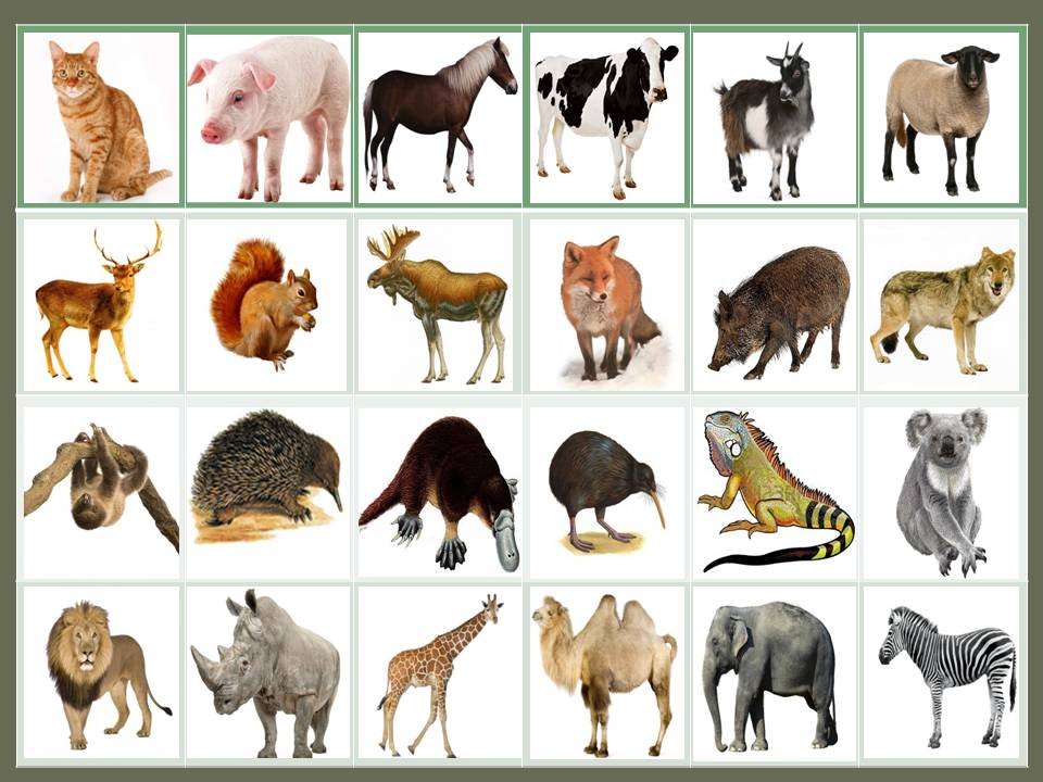 Карточки домашние дикие. Домашних и диких животных. Карточки с изображением животных. Карточки с домашними и дикими животными. Карточки с дикими животными для детей.