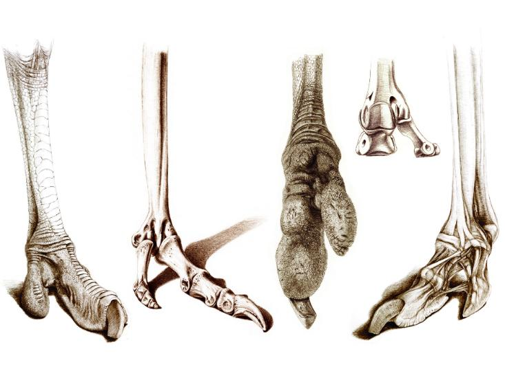 Кости пальцы птицы. Конечности копытных животных. Задние конечности страуса.