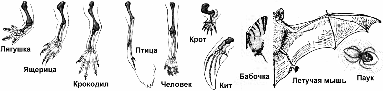 Скелет передних конечностей у млекопитающих. Строение конечности крота. Скелет передних конечностей позвоночных. Строение скелета конечностей рукокрылых. Эволюция конечностей у млекопитающих.