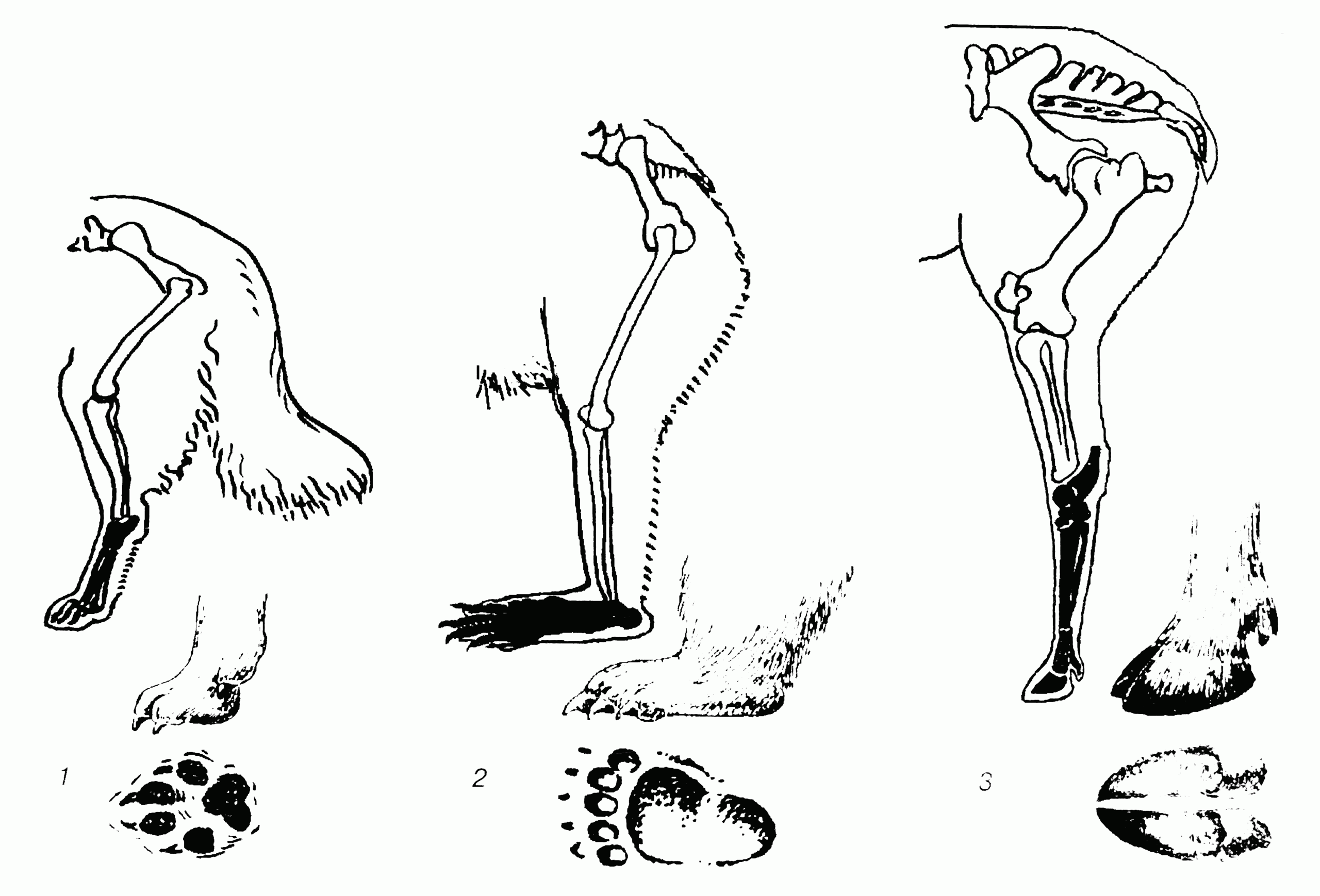Ляжки задних ног у волка 4. Конечности хищных млекопитающих. Строение задних конечностей млекопитающих. Кости скелета задней конечности млекопитающих. Стопоходящие пальцеходящие фалангоходящие.