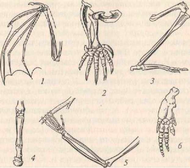 Появление в процессе эволюции пятипалых конечностей. Скелет передней конечности крота. Скелет передних конечностей летучей мыши. Конечности передняя и задняя крокодила. Строение пятипалой конечности.