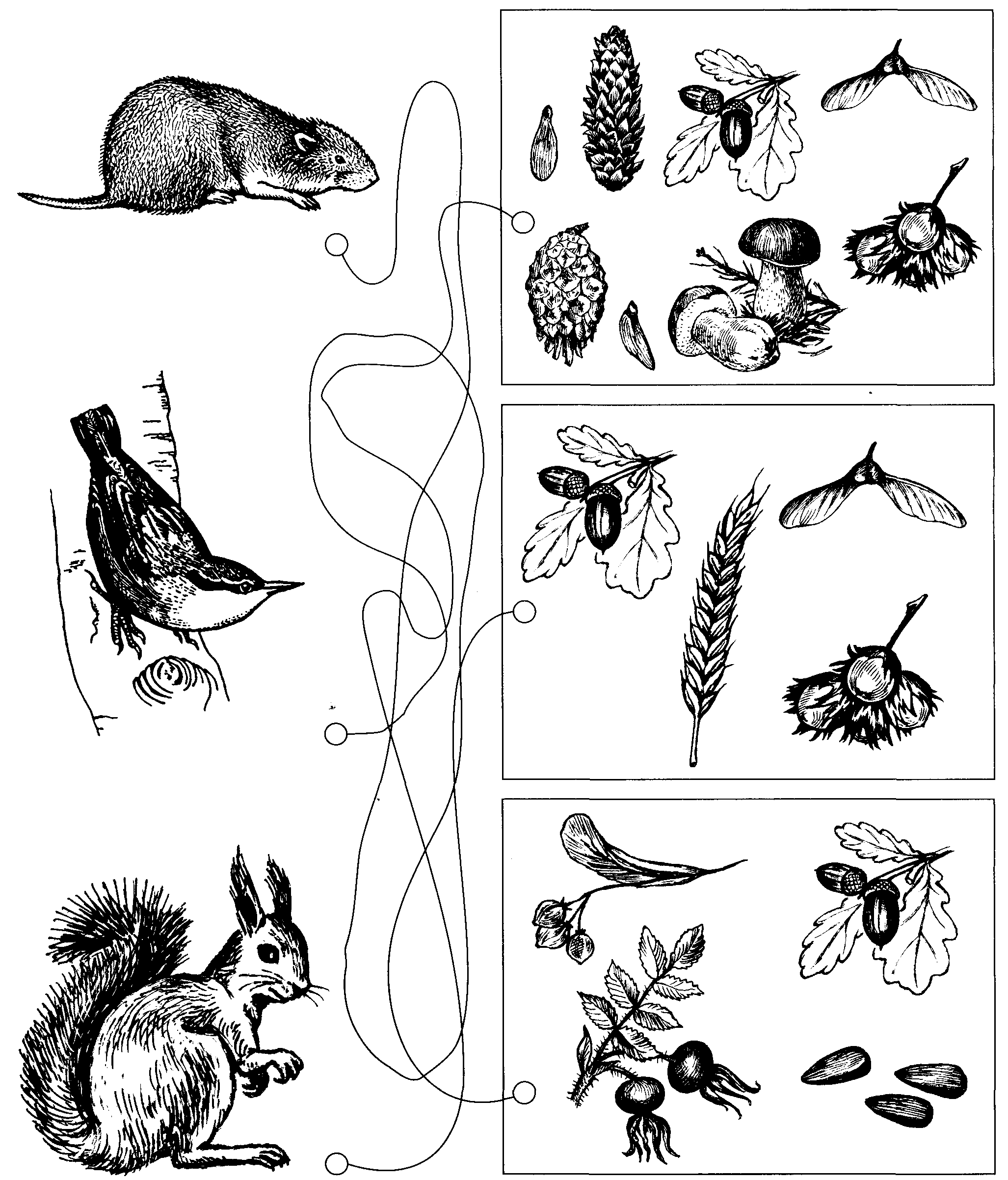 Схематические рисунки главных признаков насекомых рыб животных и птиц