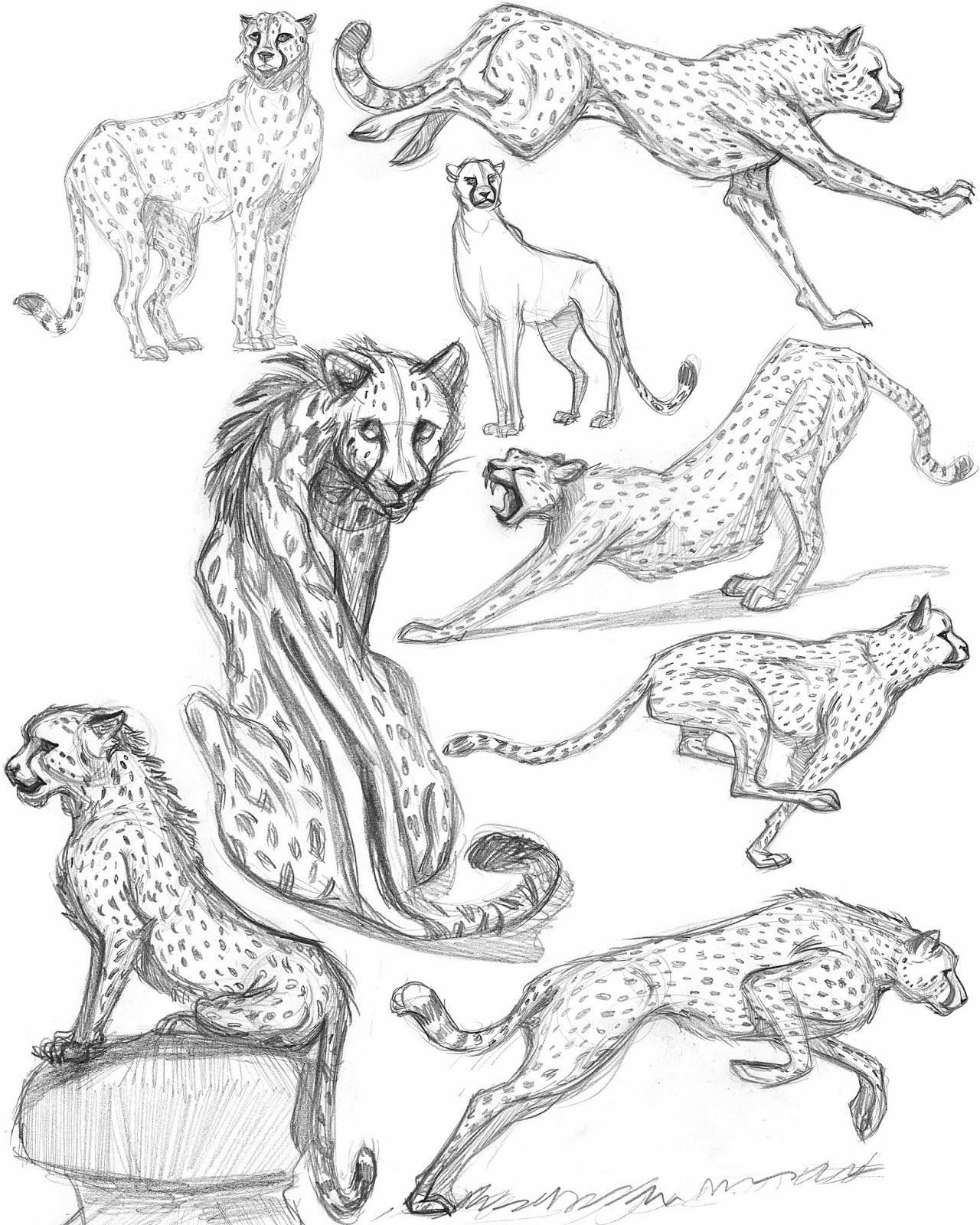 Рисунки эскизы животных