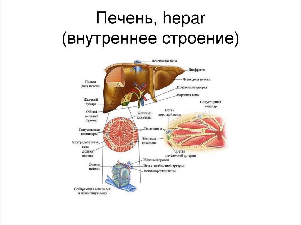 Печень внутренняя железа. Основные анатомические структуры печени. Печень Анатомическое строение, функции. Печень собаки анатомия строение. Внутреннее строение печени схема.