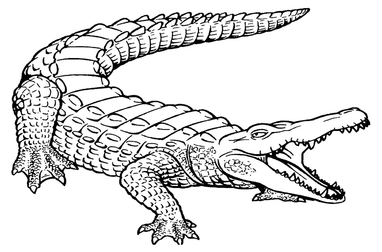 Рисунок пресмыкающихся 2 класс. Крокодил ар сбоку. Гребнистый крокодил. Раскраска крокодил Аллигатор. Крокодил сбоку рисунок.