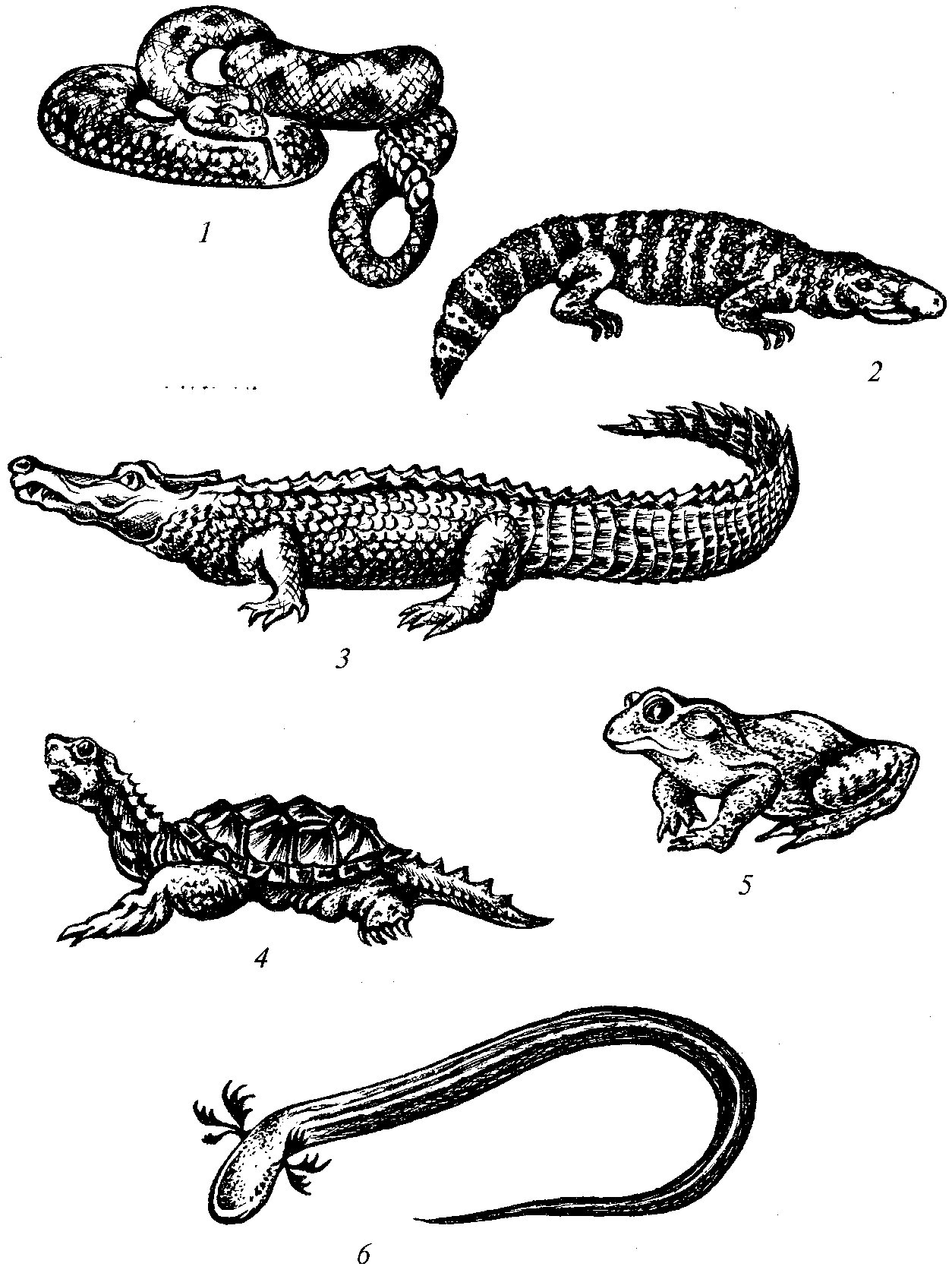 Рептилии и земноводные