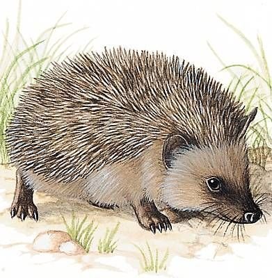 Обыкновенный ёж рисунок