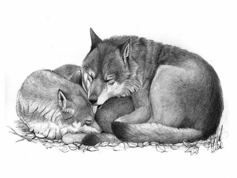 2 волка рисунок