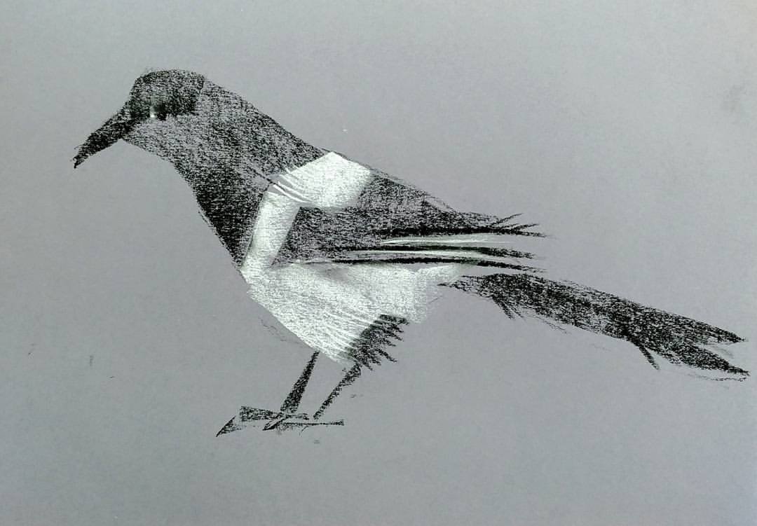 Чучело птицы для рисования