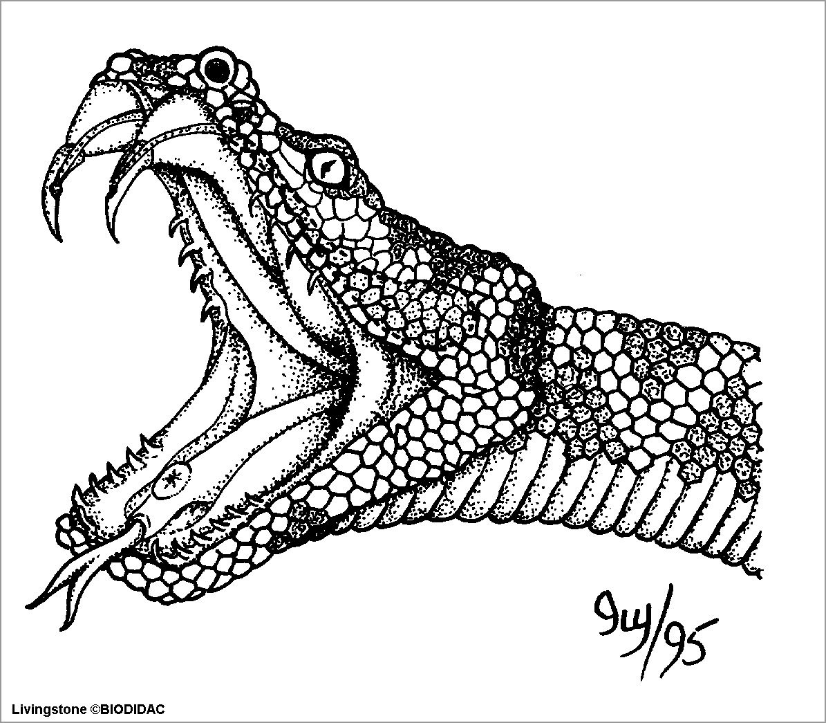 Змея с открытой пастью эскиз