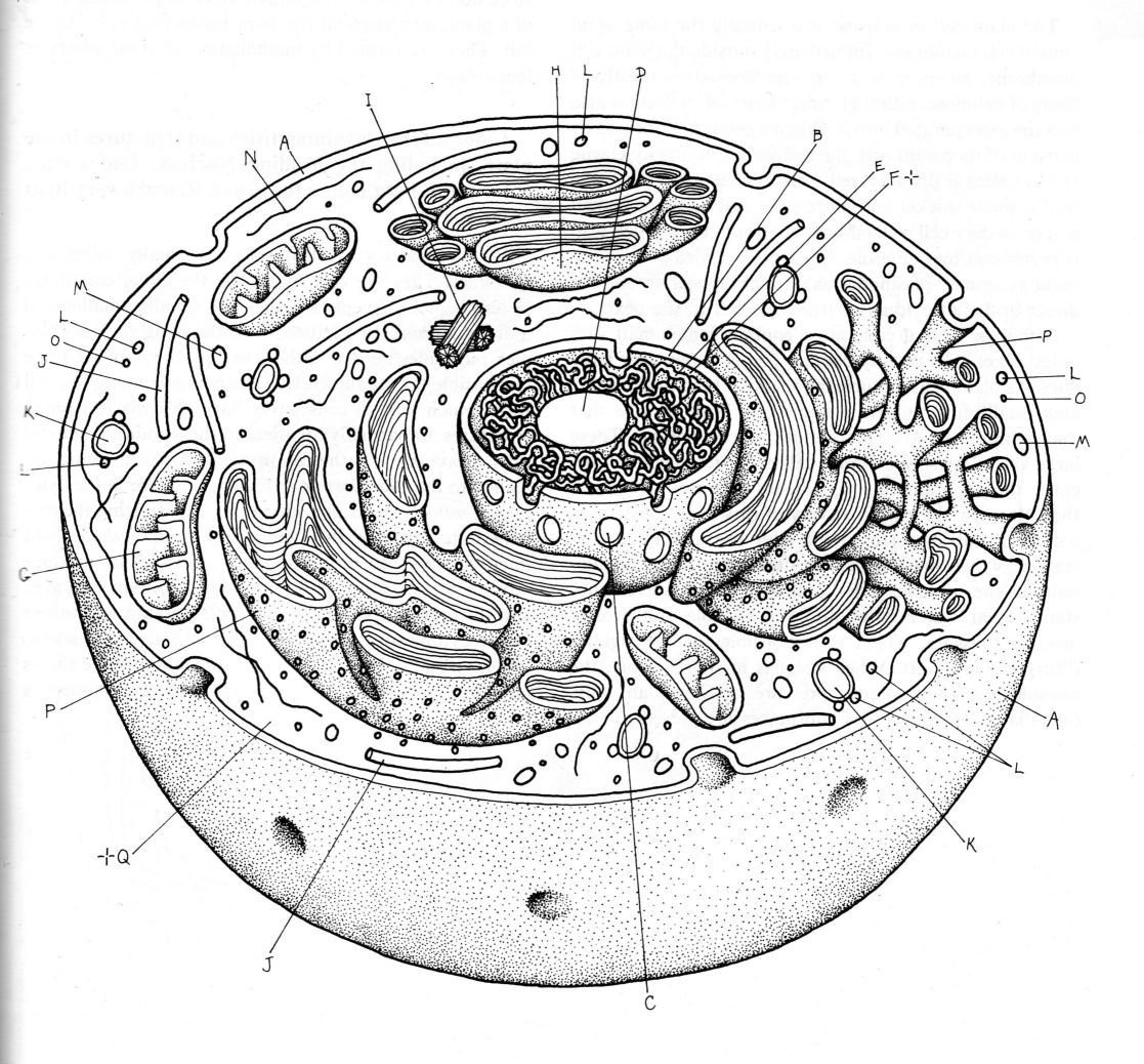 Ультрамикроскопическое строение ядра