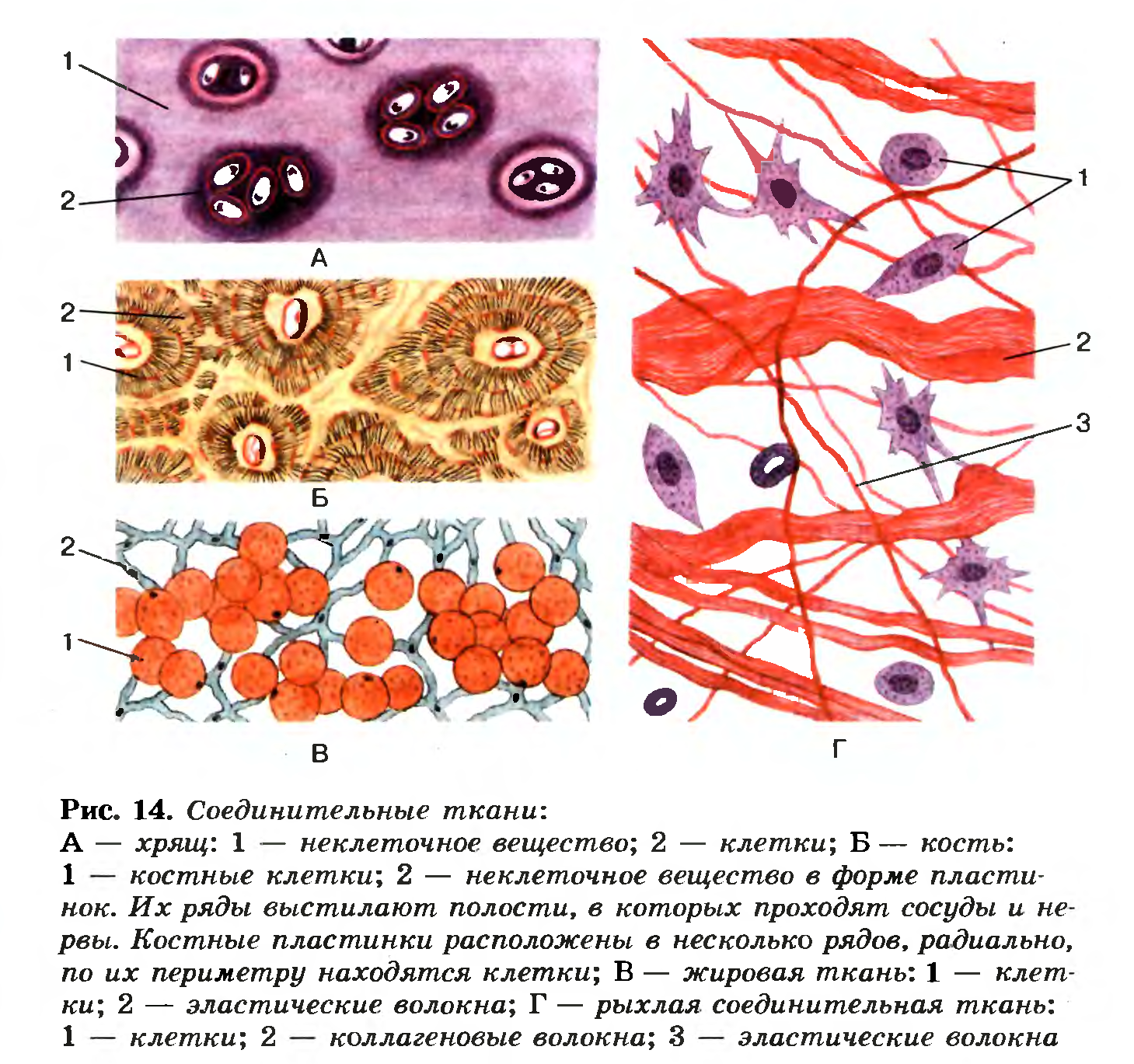 Строение рыхлой соединительной ткани человека. Клетки рыхлой соединительной ткани. Соединительная ткань изображение клетки и ткани. Рыхлая соединительная ткань 8 класс биология.
