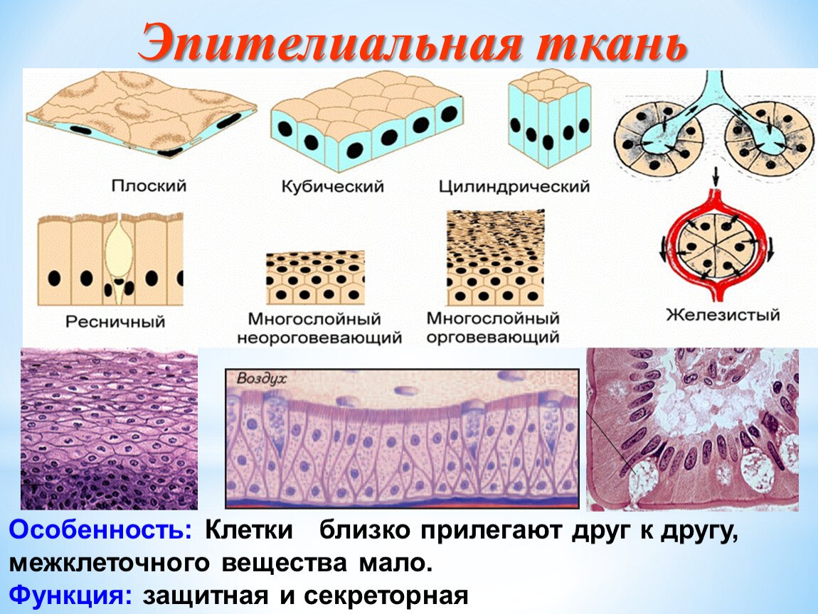 Строение эпителиальной ткани