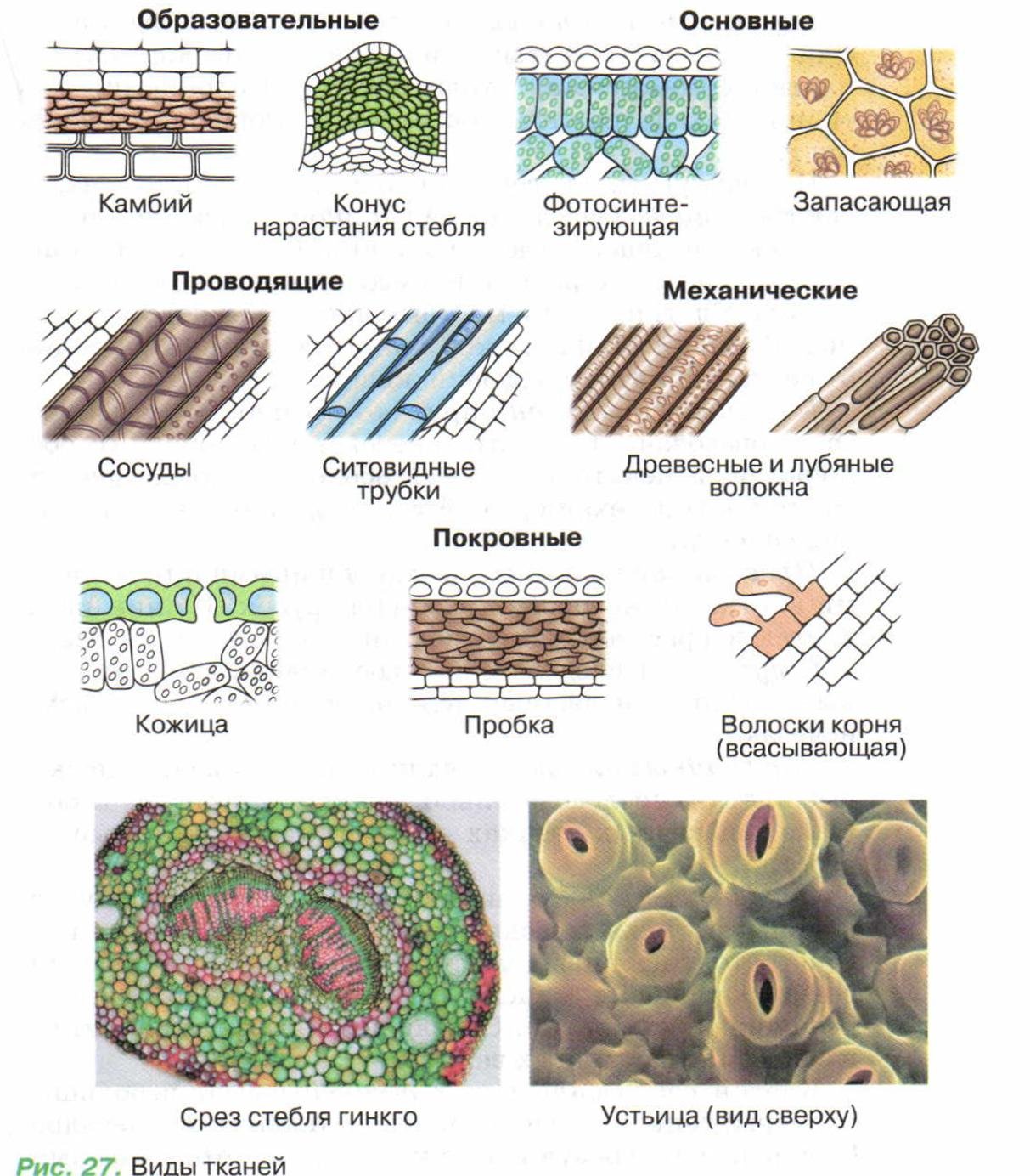 Какие ткани имеются в растениях. Строение растительных тканей 6 класс биология. Клеточное строение основной ткани растений. Схема растительной ткани биология. Типы тканей растений и их функции.