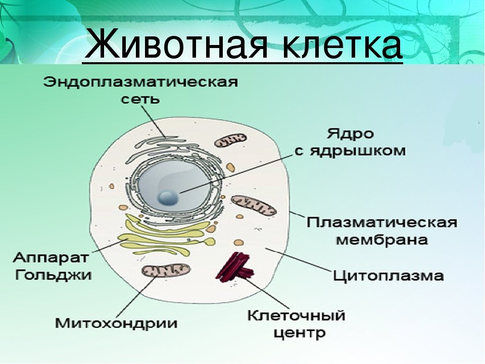 В какой части клетки расположено ядро. Модель строение живой клетки биология 5 класс. Клетка ядро цитоплазма мембрана. Строение клетки ядро цитоплазма мембрана. Строение клетки основные части 5 класс биология.