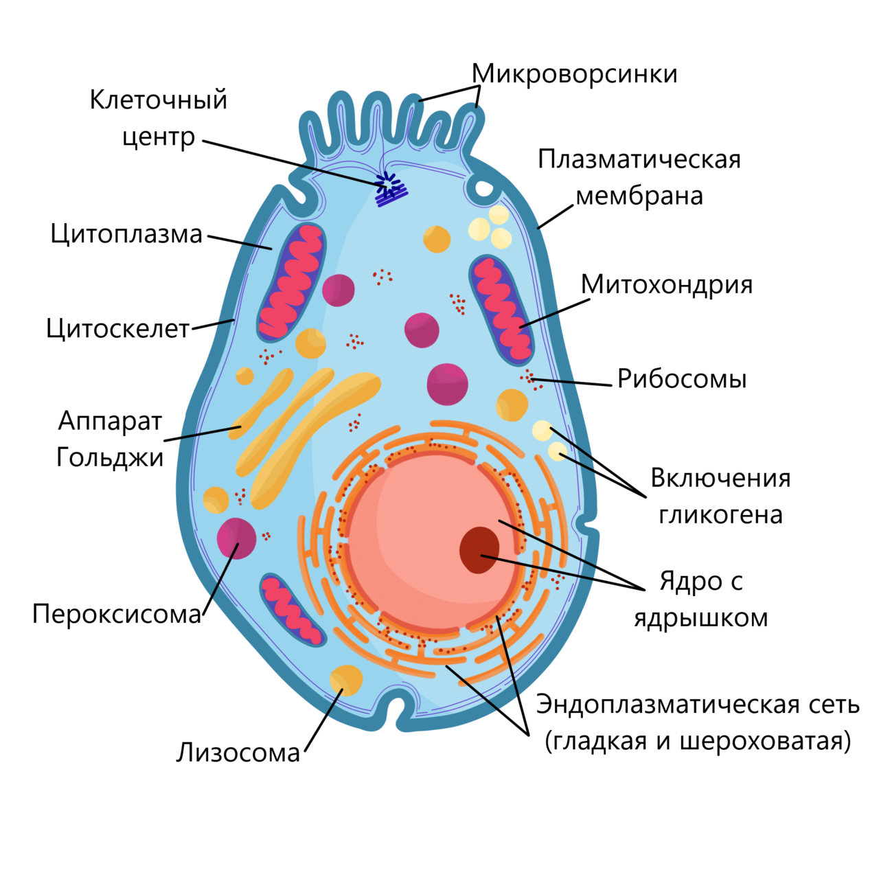 Клетка пояснение. Строение эукариотической клетки животного схема. Схема строения эукариотной клетки. Схема эукариотической клетки животного. Структура эукариотической животной клетки.
