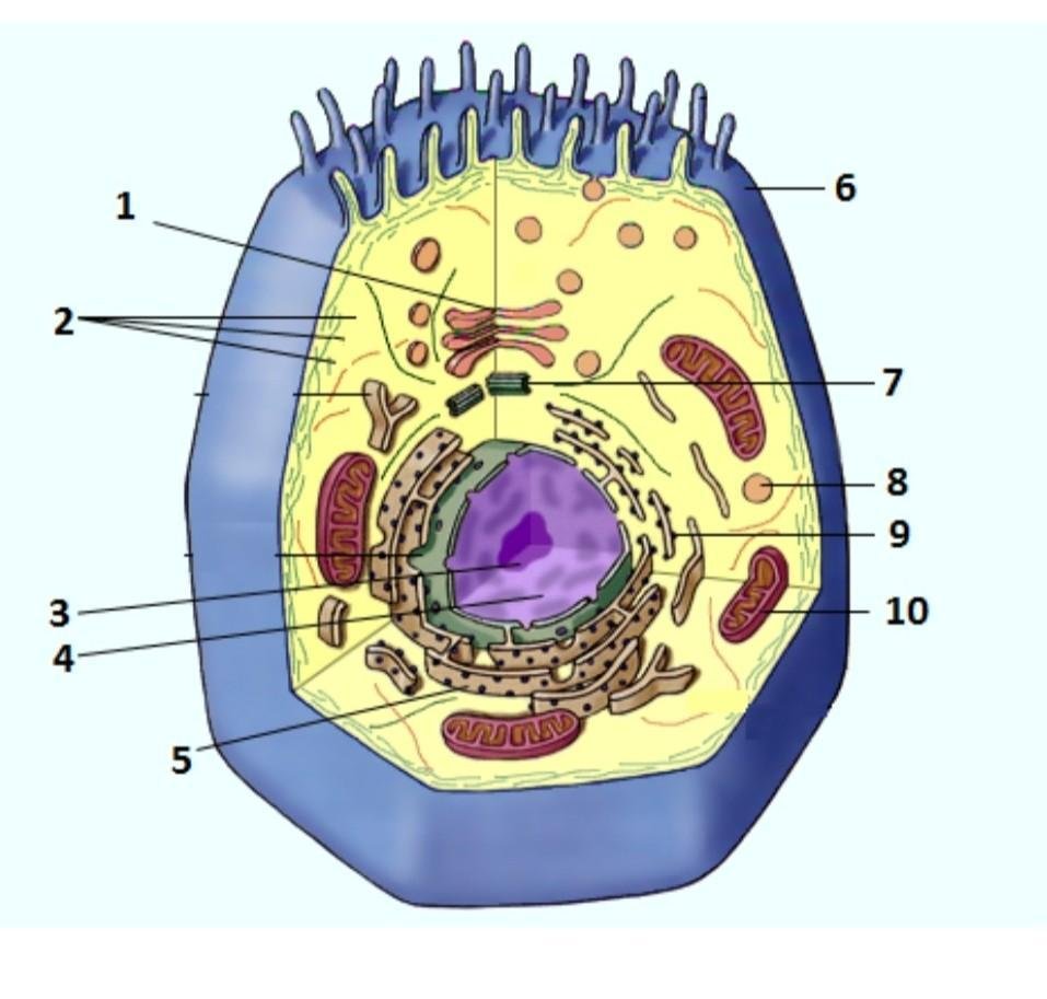 животная и раст клетки таблица фото 104