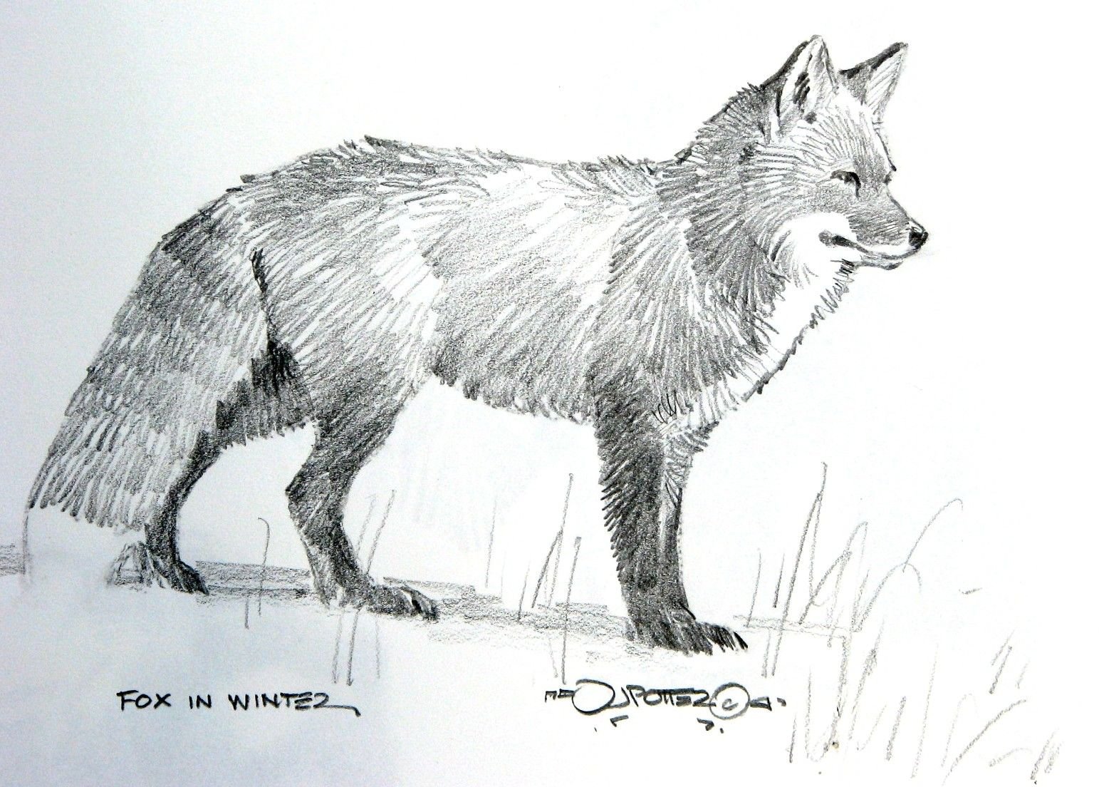 Рисунки карандашом животные лиса
