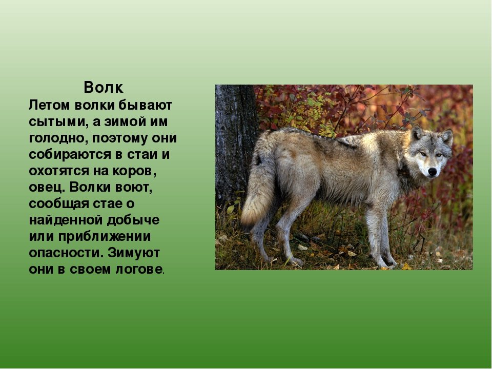 Сколько лет живут волки. Животные с описанием. Животные Татарстана. Доклад о животных. Какие Дикие животные обитают в Татарстане.