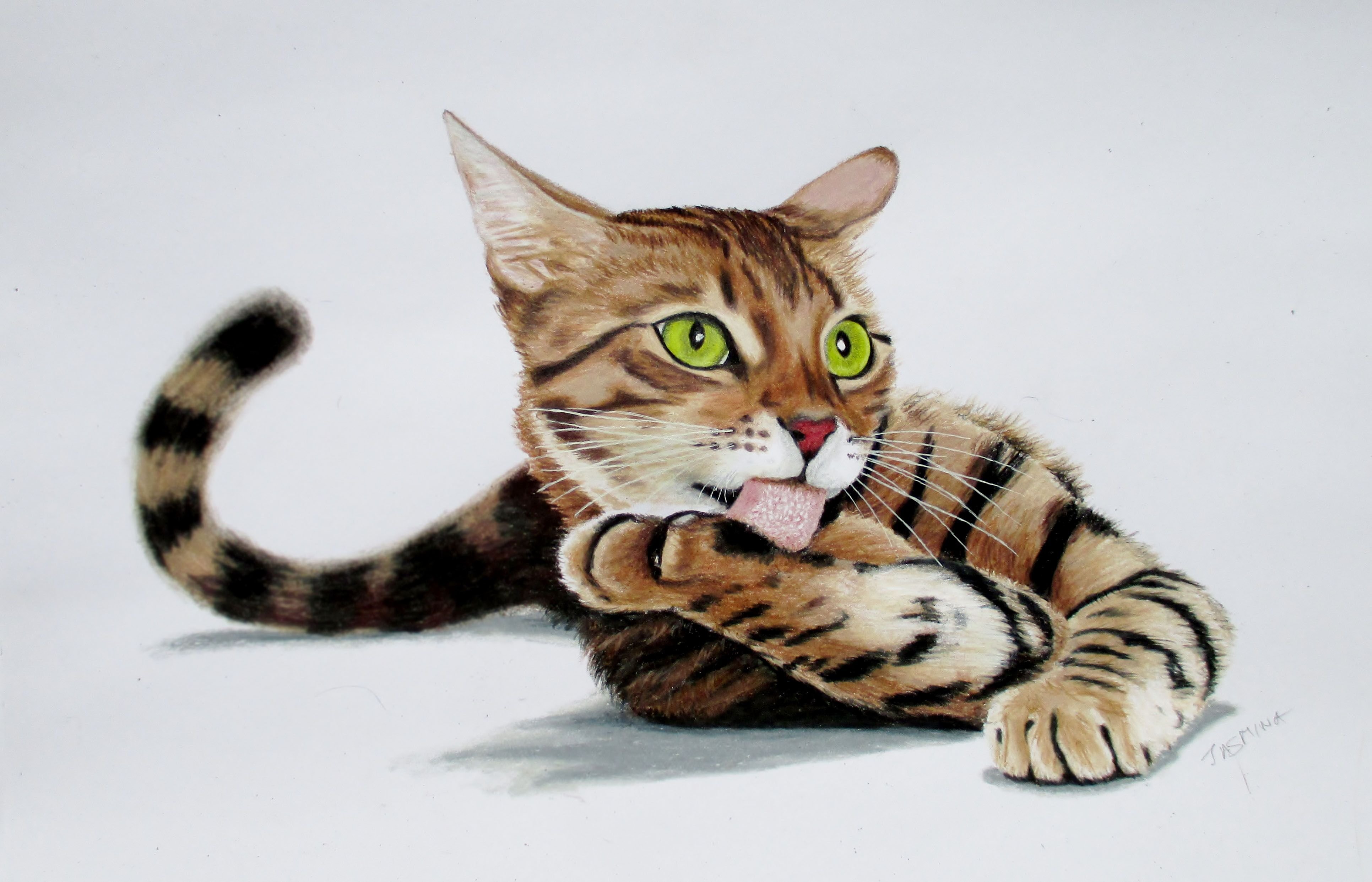 Цветные картинки кошек. Бенгальская кошка. Кошка рисунок. Нарисовать кошку. Кошка рисунок цветной.