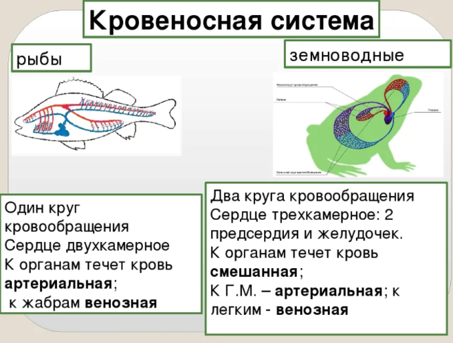Земноводные кровеносная система системы. Кровеносная система рыб и земноводных. Внутреннее строение лягушки дыхательная система. Кровеносная система рыб 7 класс.