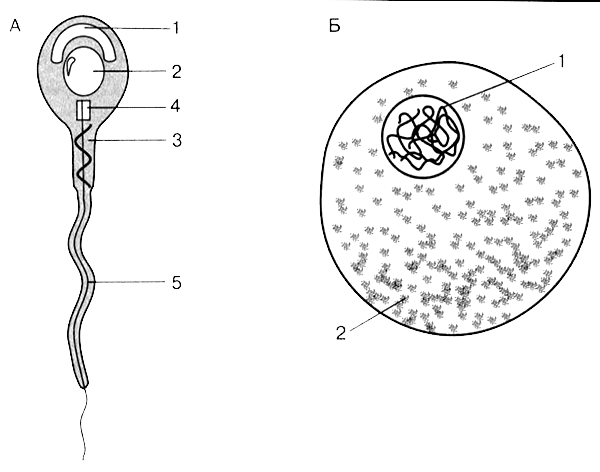 Рисунок мужской половой клетки. Схема строения яйцеклетки. Строение яйцеклетки и сперматозоида. Строение половых клеток яйцеклетка и сперматозоид. Строение половых клеток яйцеклетка.
