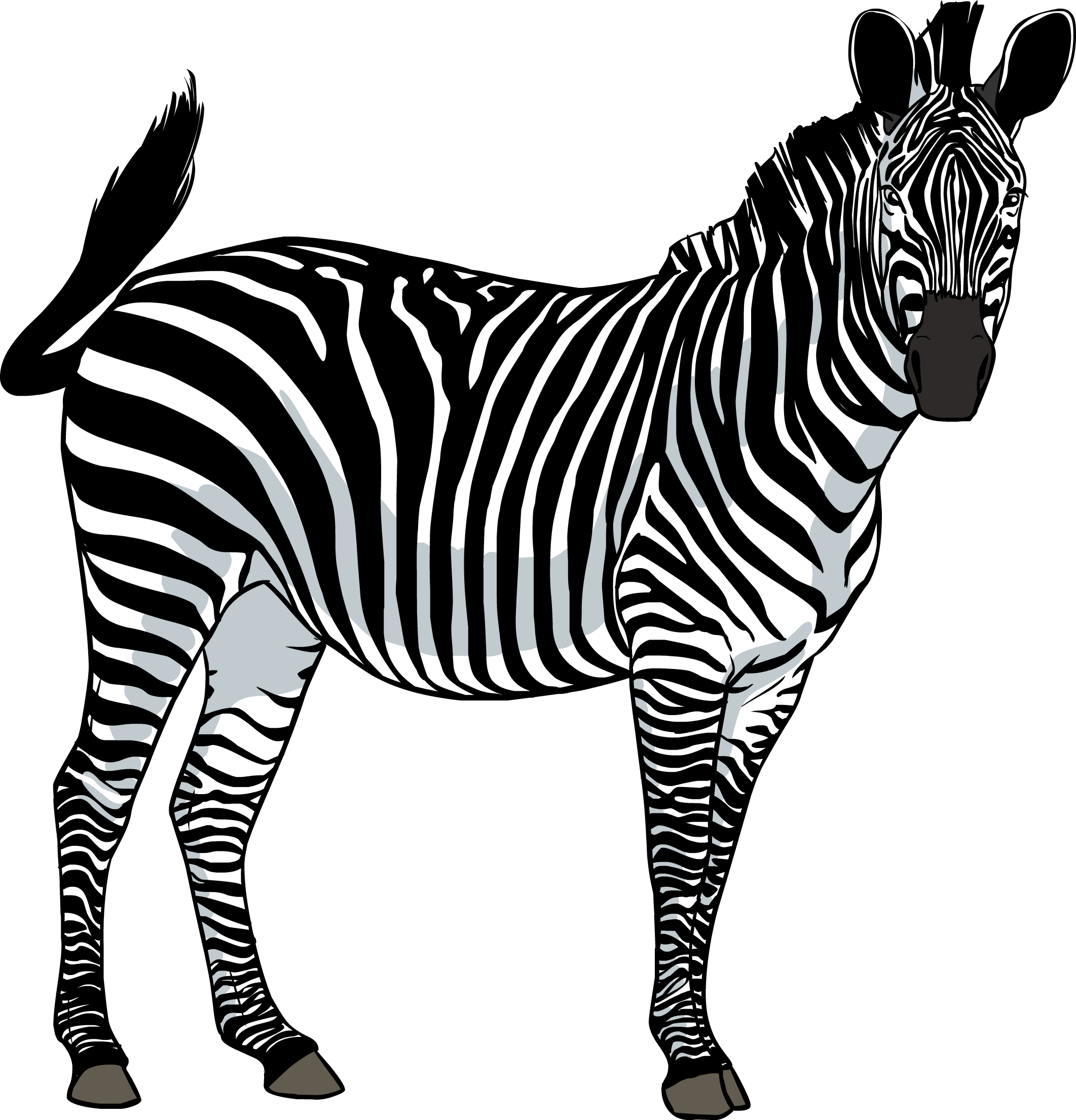 Картинки животных пнг. Квагга. Зебра рисунок. Зебра на белом фоне. Зебра силуэт.