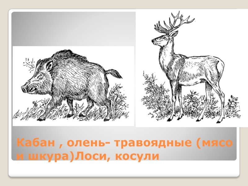 Известно что лось это крупное растительноядное. Олень и кабан. Лось рисунок. Травоядные животные России. Кабан косуля Лось.