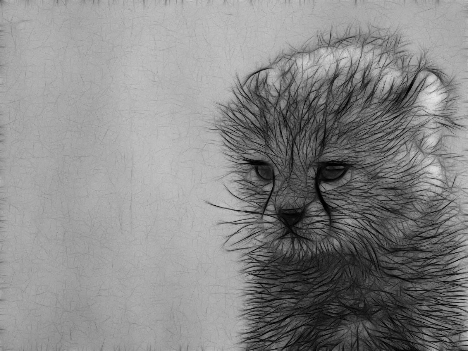 Фото для срисовки карандашом животные