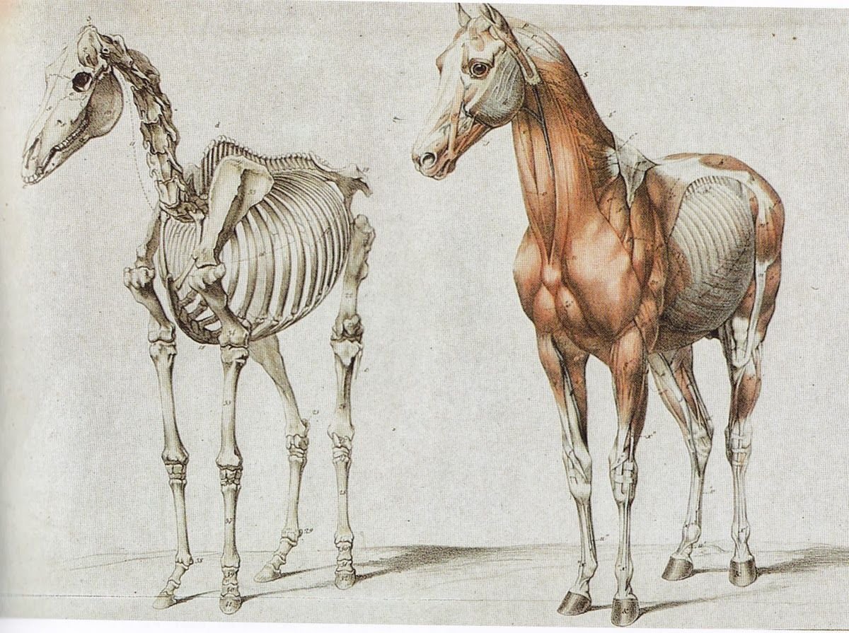 Анатомия лошади Зеленевский