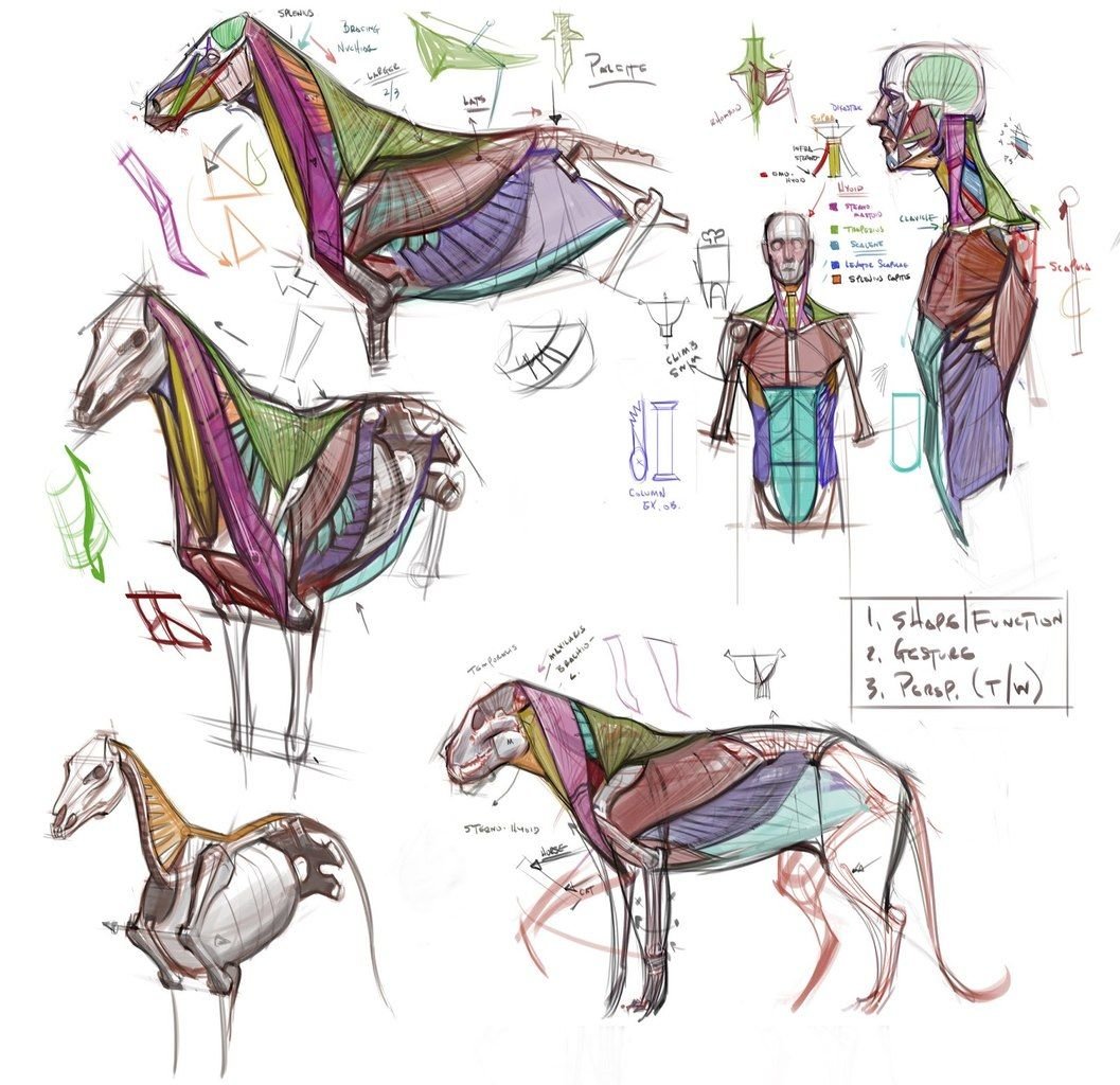 Баммес анатомия лошади