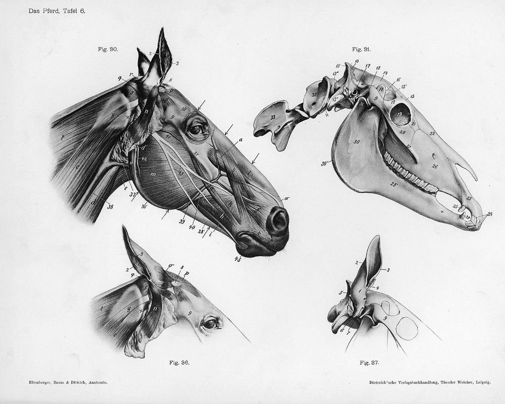 Баммес анатомия лошади