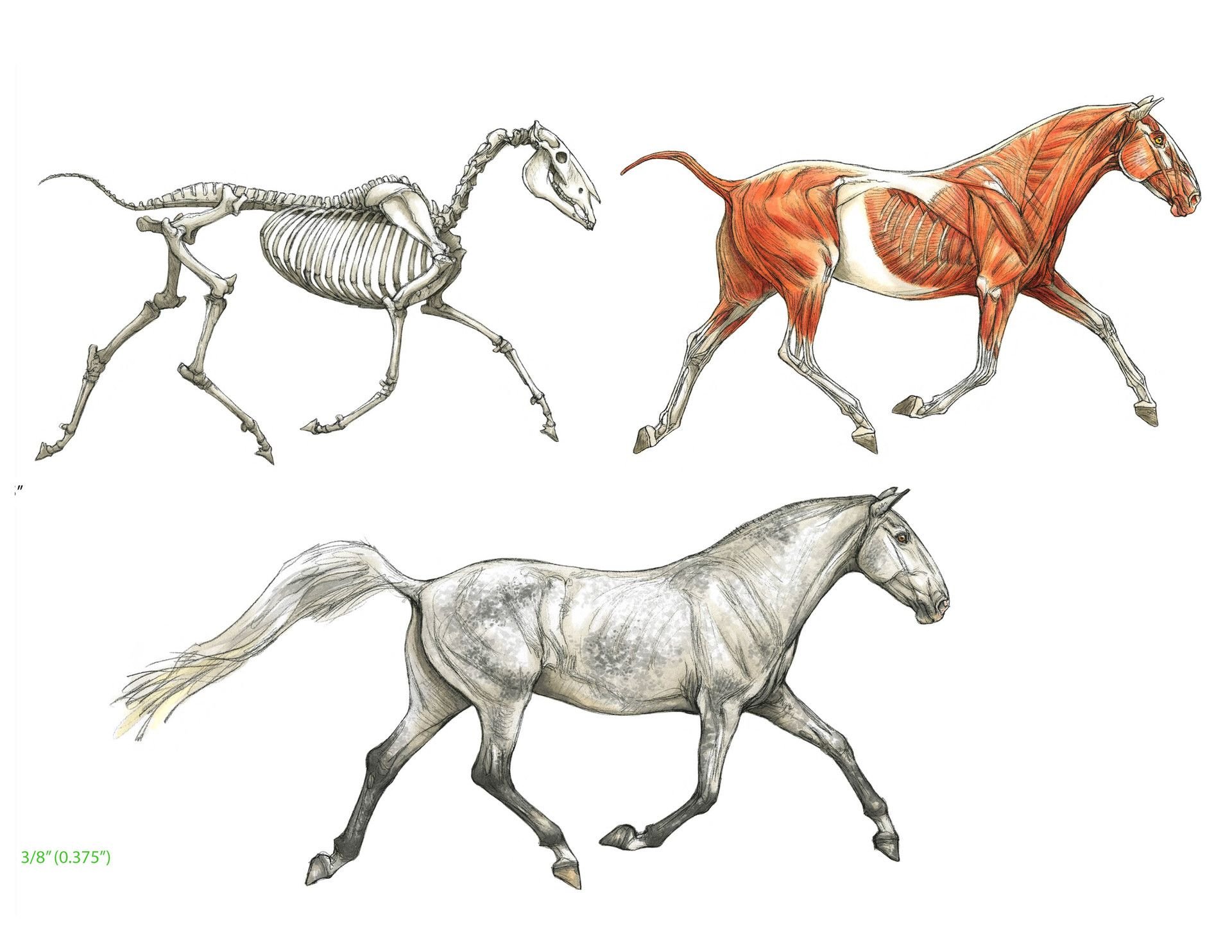 Анимал анатомия лошади