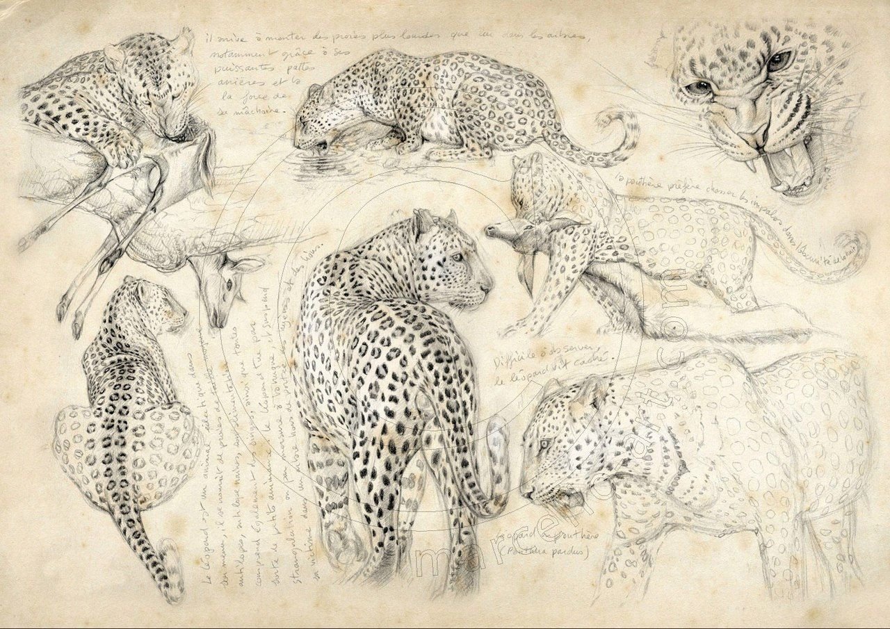 Леопард анатомия