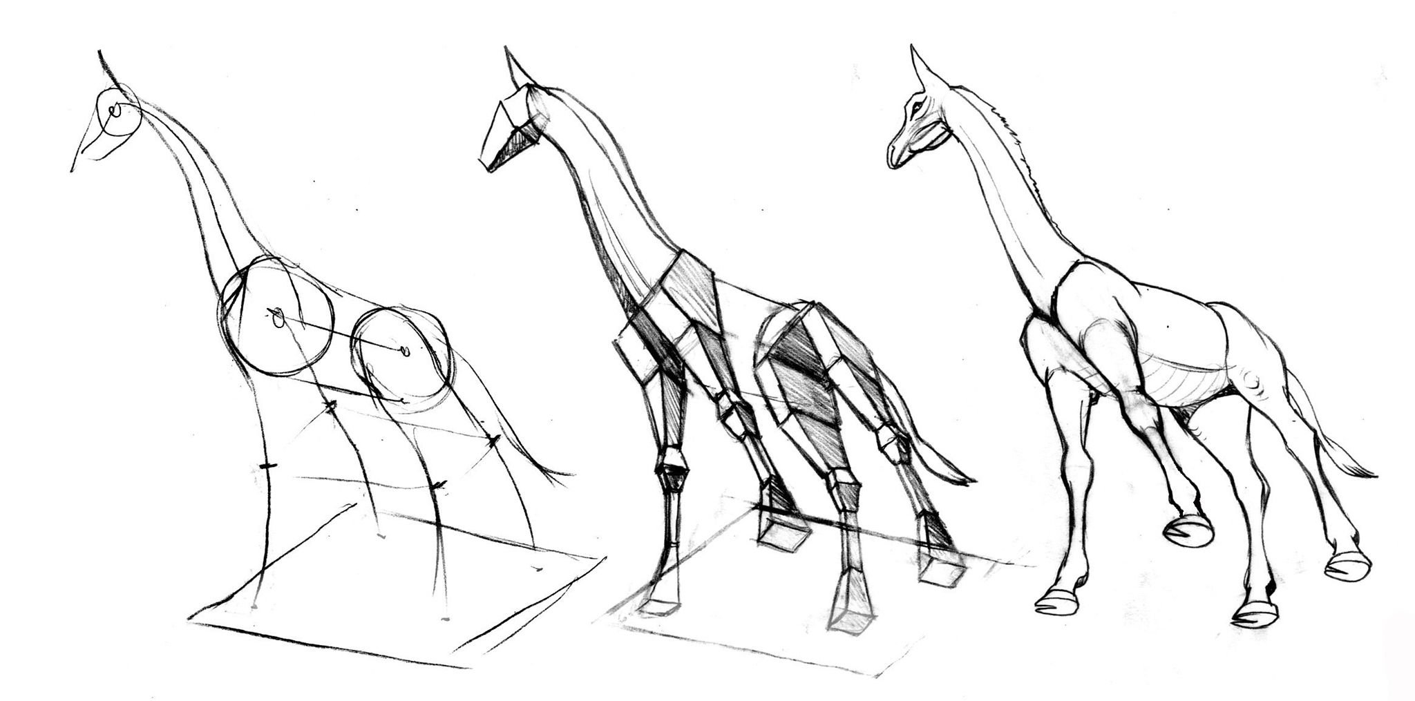 Анатомия жирафа для рисования