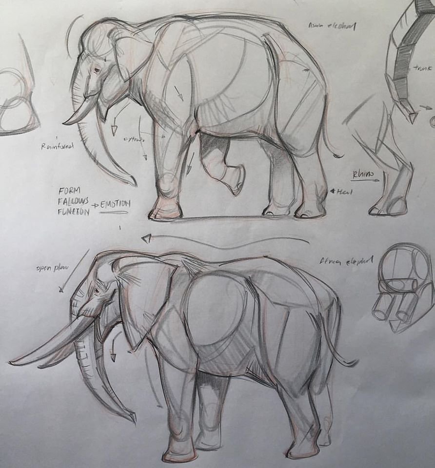 Анатомия слон сзади
