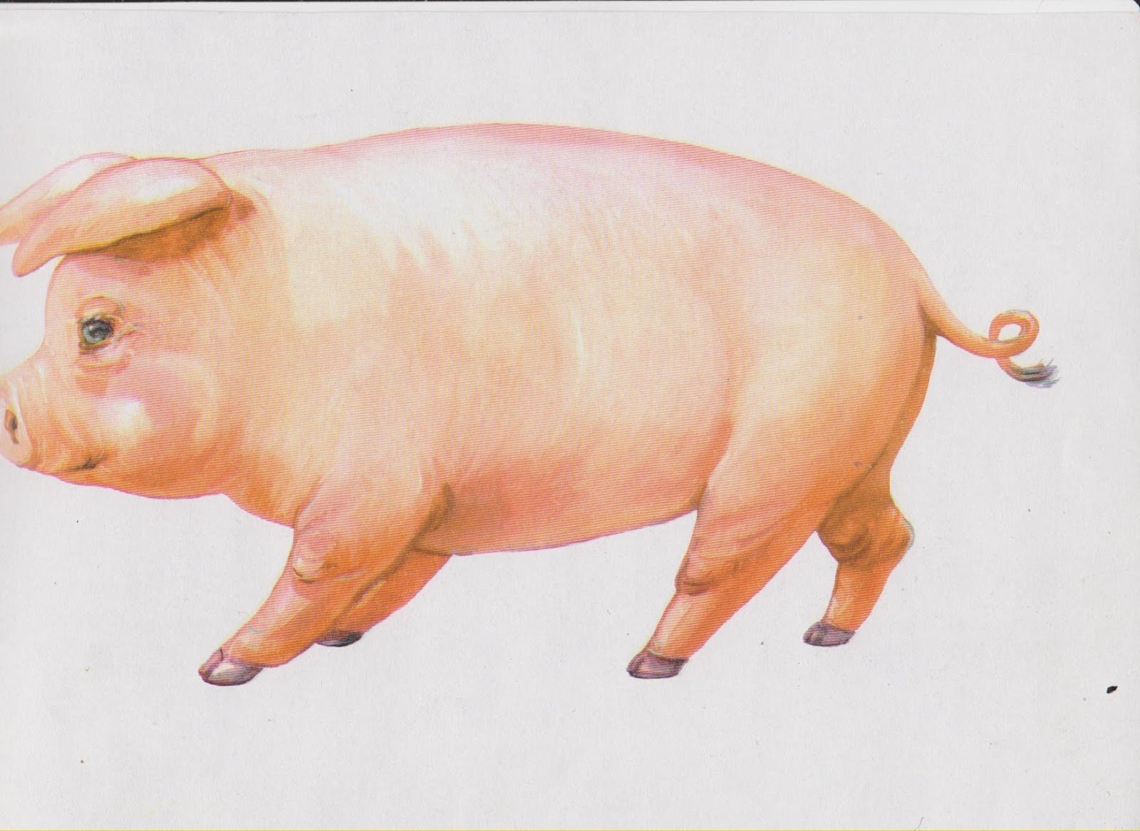 Домашние животные свинья