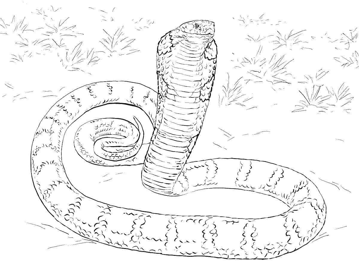 Раскраска змеи для детей