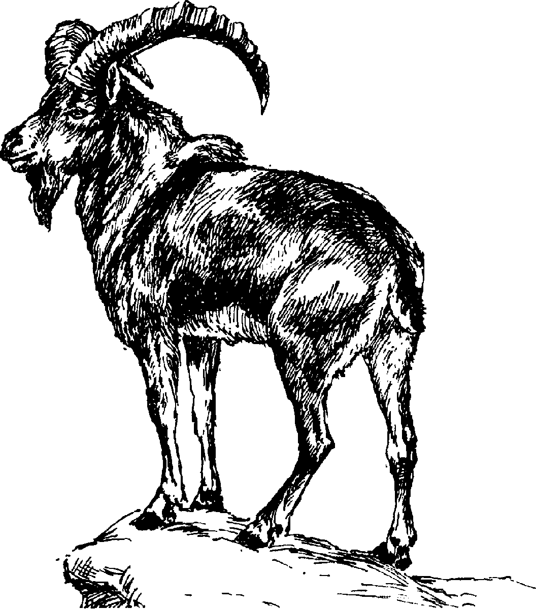 Безоаровый козел Туркмения