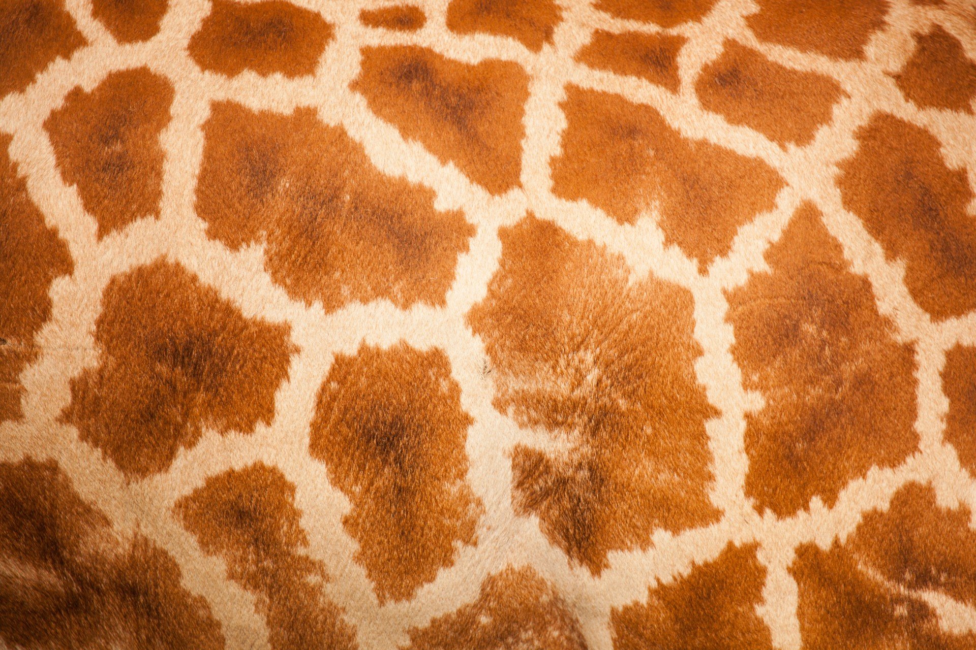 Окраска жирафа