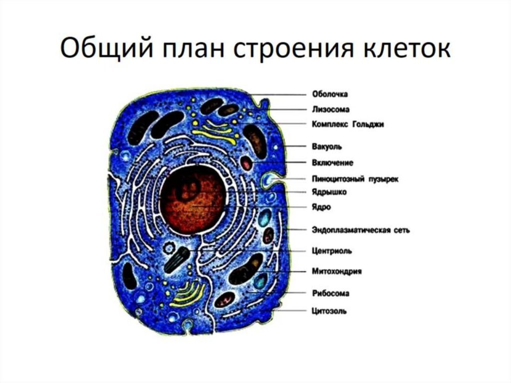 Строение клеток рисунок 5 класс. Строение живой клетки. Схема строения животной клетки. Общий план строения животной клетки. Строение клетки 10 класс.