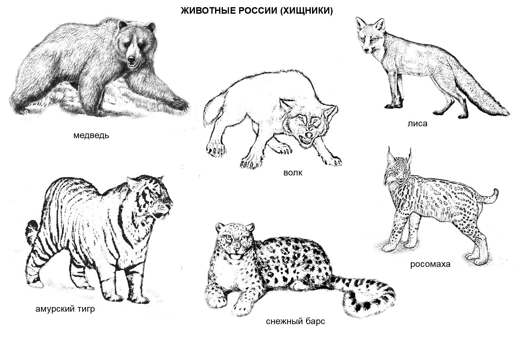 Животные России. Раскраска